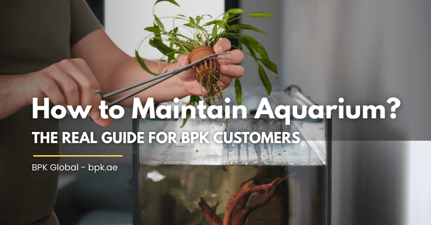 How to Maintain Aquarium