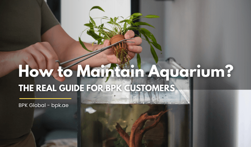 How to Maintain Aquarium