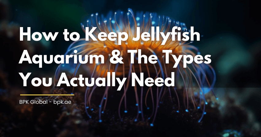 Jellyfish Aquarium