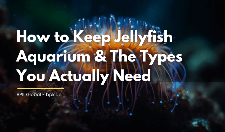 Jellyfish Aquarium
