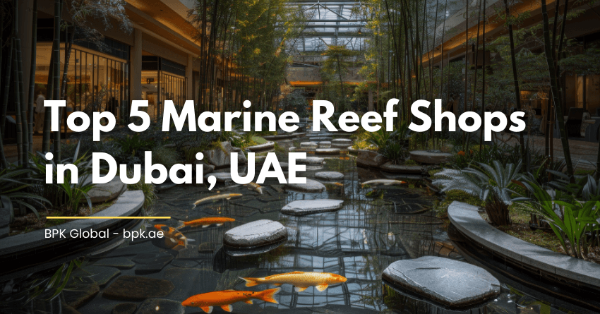 Top 5 Marine Reef Shops in Dubai, UAE