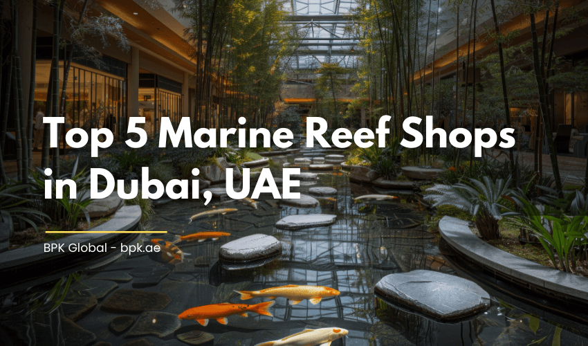 Top 5 Marine Reef Shops in Dubai, UAE
