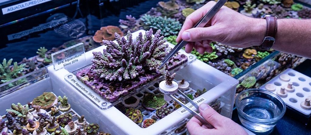 aquaculture frags