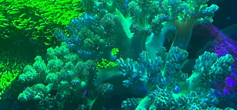kenya tree coral