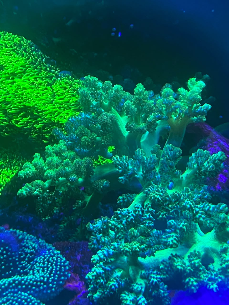 kenya tree coral